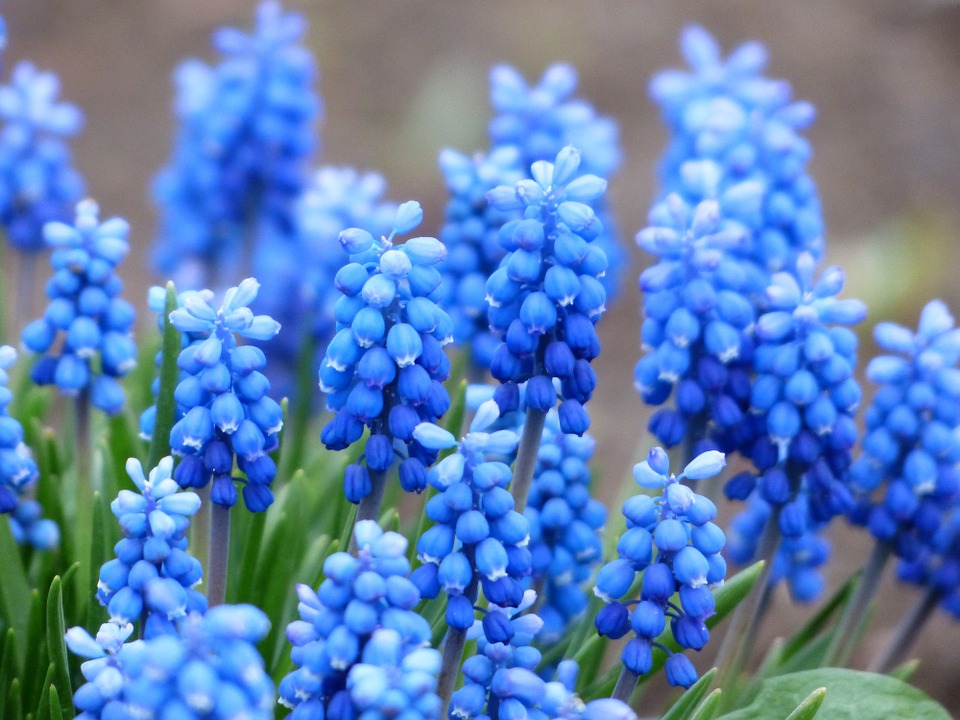 Hyacinth Lab